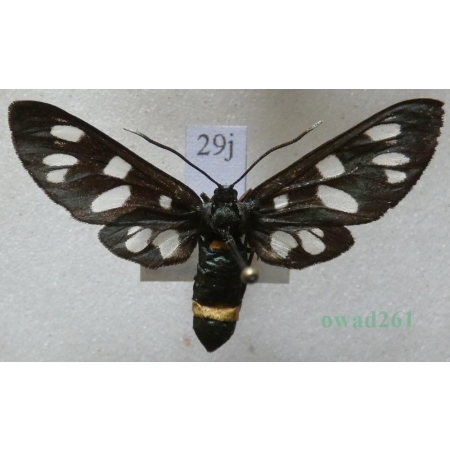 Amata phegea (Linnaeus, 1758) Oblaczek granatek Czech29j